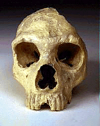 Neandertal